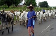 Knocks and Kudos for Cattle Rail in Nigeria