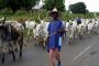 Knocks and Kudos for Cattle Rail in Nigeria