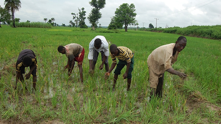 Picture of action on a World Bank assisted Fadama Project