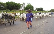 Benue State Government Challenge Critics of Its Anti-Open Grazing Law