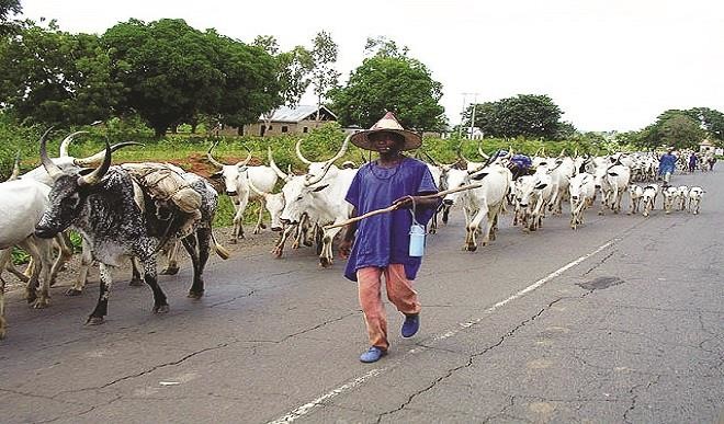 Benue State Government Challenge Critics of Its Anti-Open Grazing Law