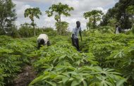 Africa’s quest for food security must be premised on continent’s realities