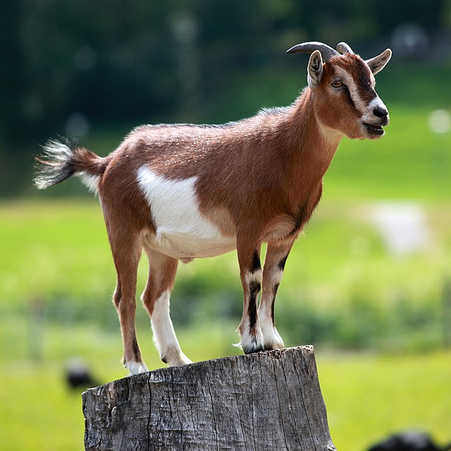 The Ill-fated Goat