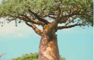 Do We Crack Our Brain Enough About the Baobab Tree?