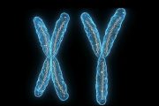 Men Lose Their Y Chromosome as They Age