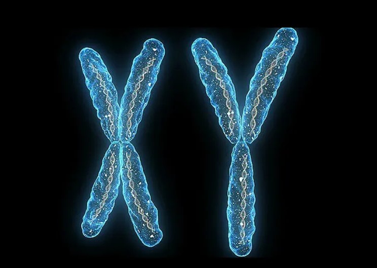 Men Lose Their Y Chromosome as They Age